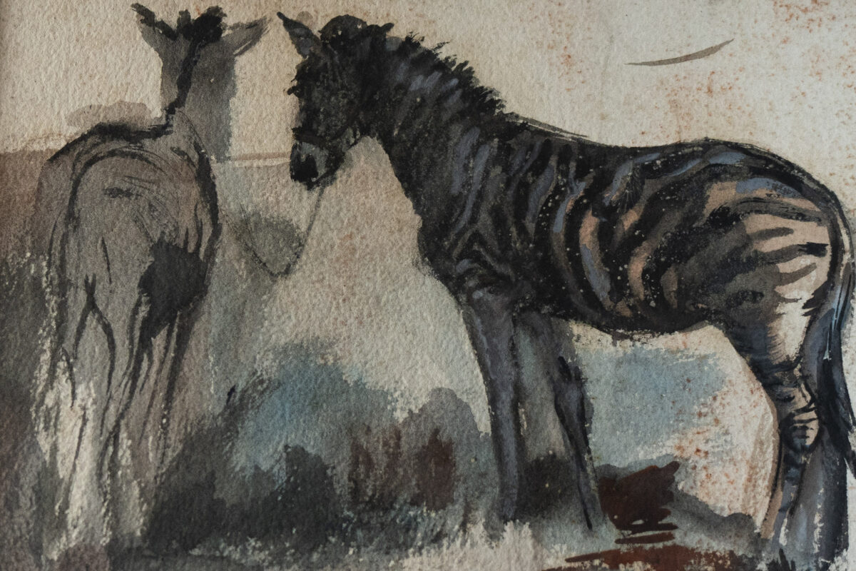 Les Zèbres du zoo de Gand – Image 2