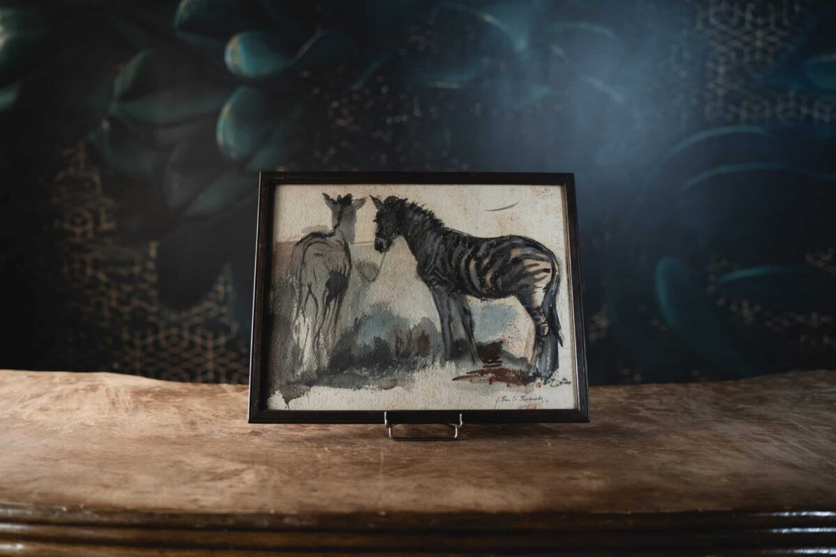 Les Zèbres du zoo de Gand
