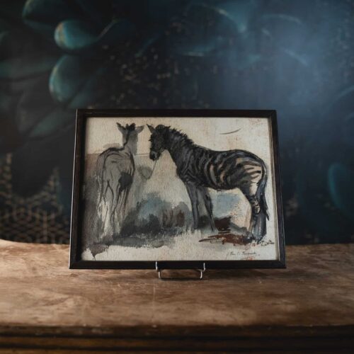 Les Zèbres du zoo de Gand