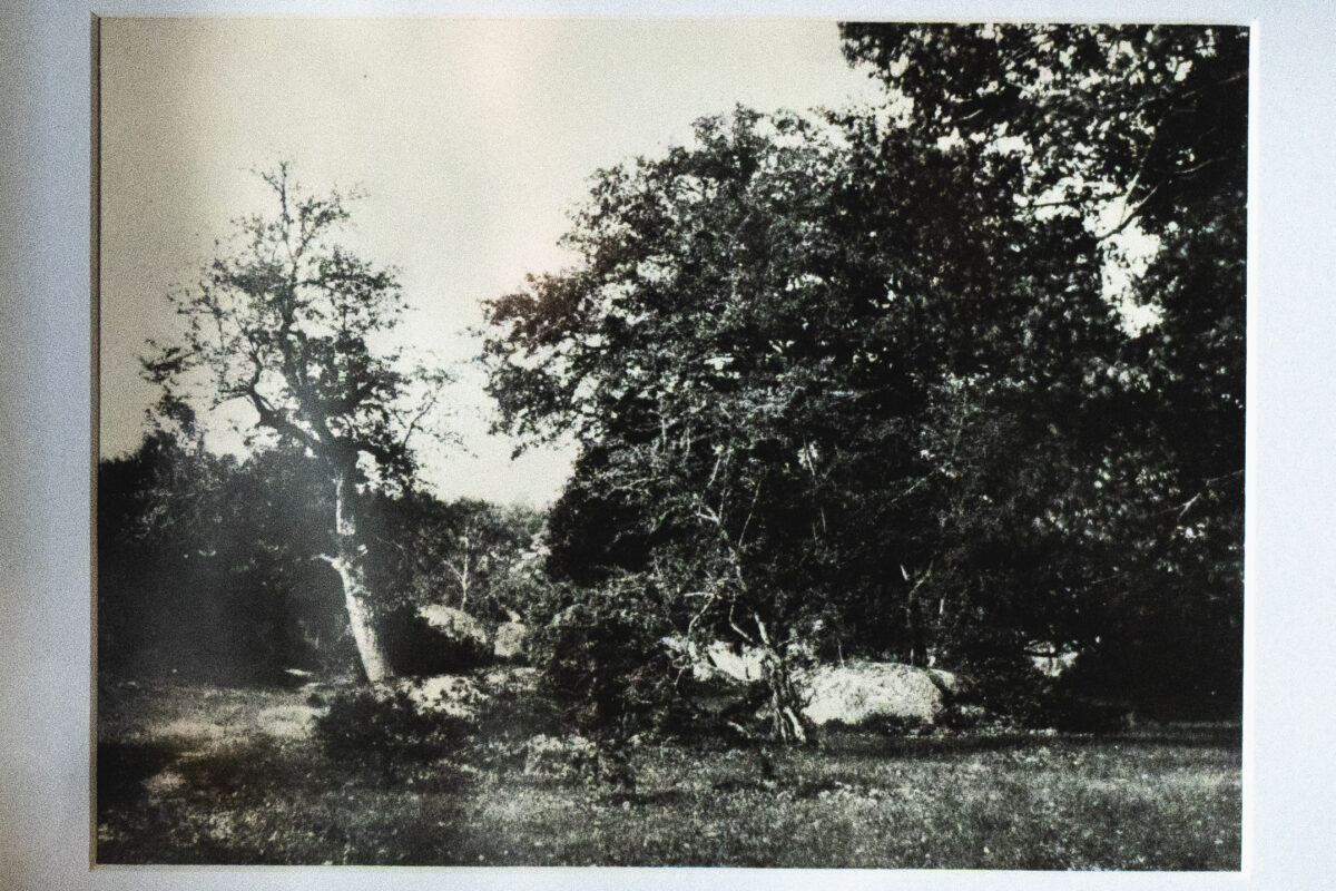 Les arbres à Fontainebleau – Image 2