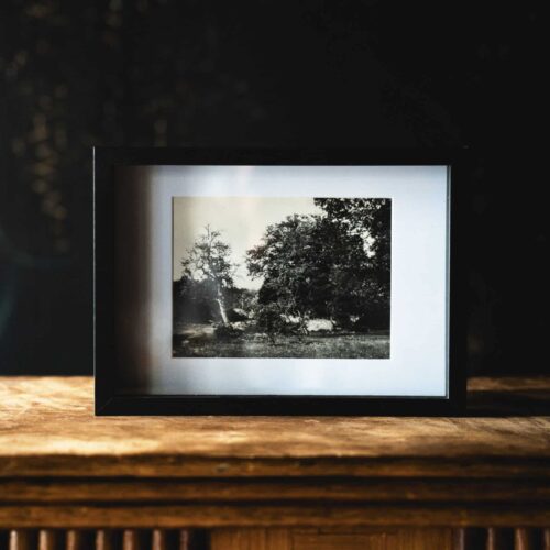 Les arbres à Fontainebleau