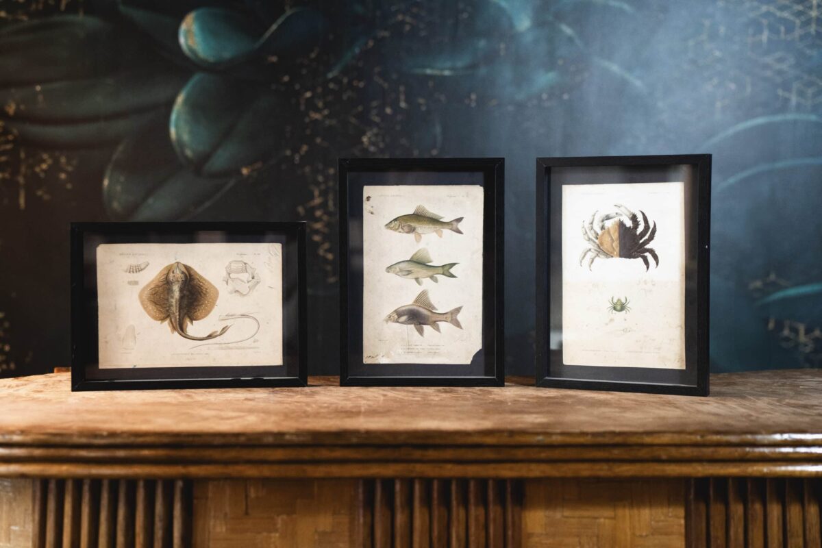 Gravures naturalistes de Buffon