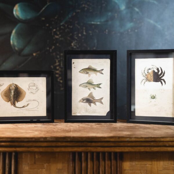 Gravures naturalistes de Buffon