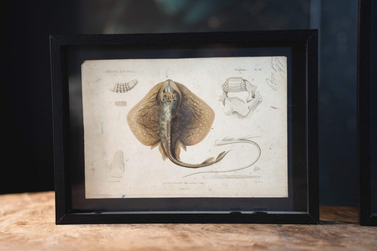 Gravures naturalistes de Buffon – Image 4