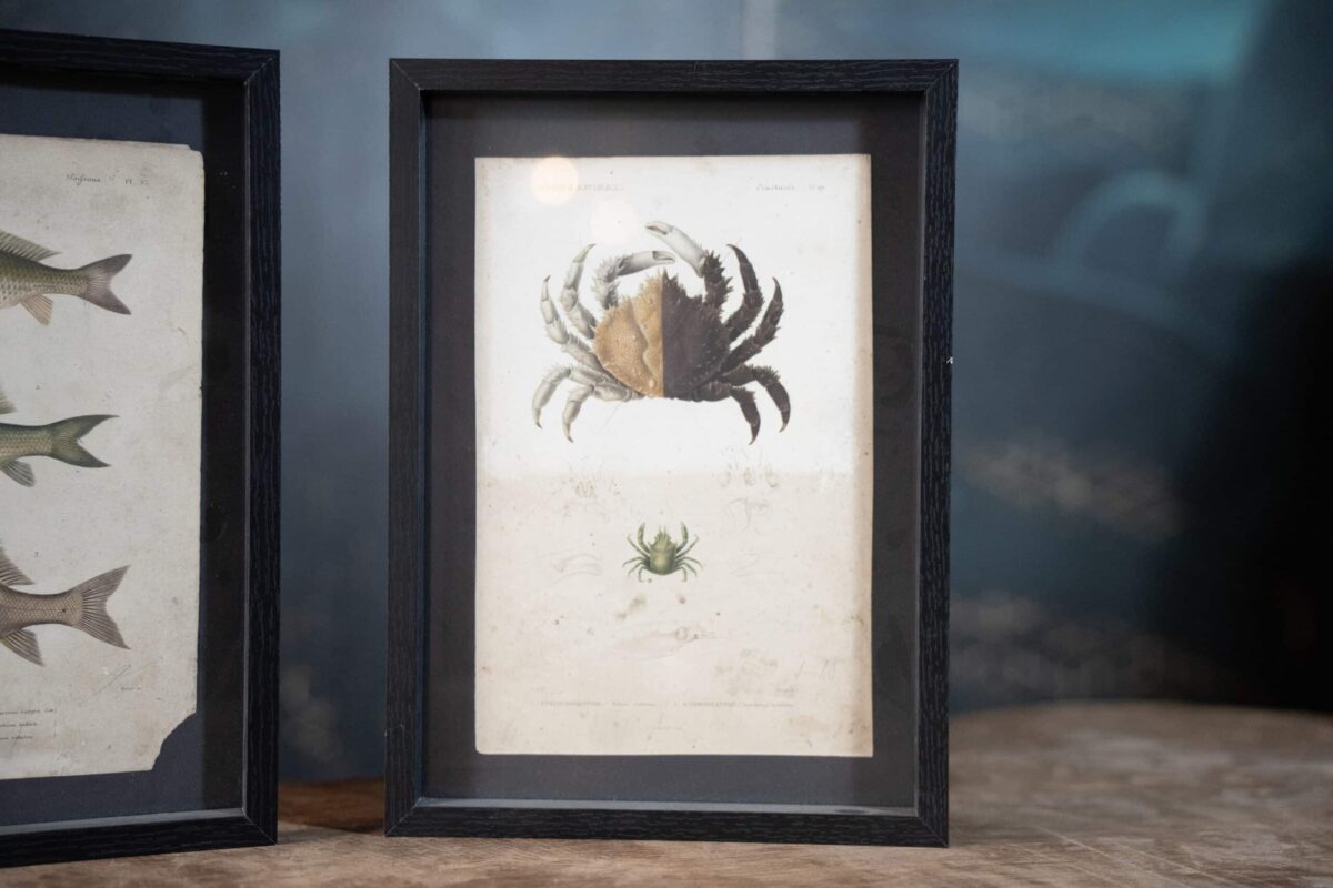 Gravures naturalistes de Buffon – Image 2