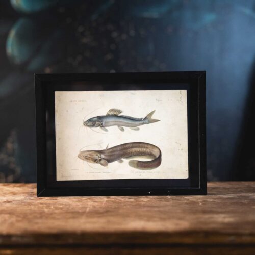 Gravures naturalistes de Buffon