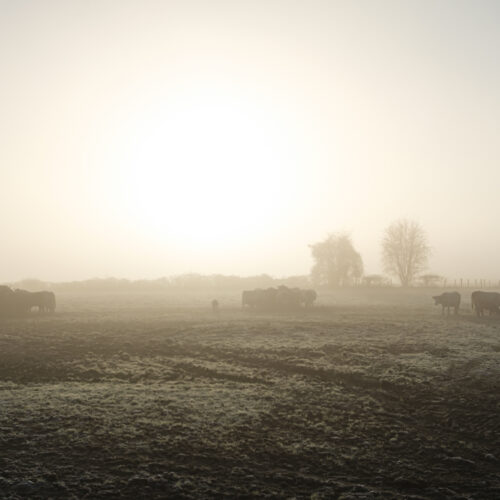 Jean-François Bessin 10 Petit matin d’hiver